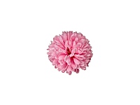 Carnation - Bubblegum Pink