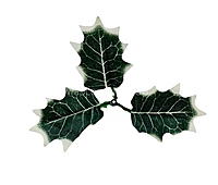 Green & White Shaded Birch Leaves