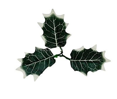Green & White Shaded Birch Leaves