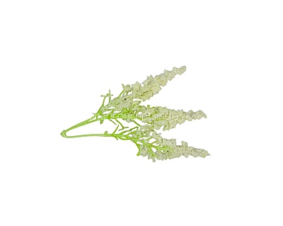Trio Frosted Fern Leaves - Ivory