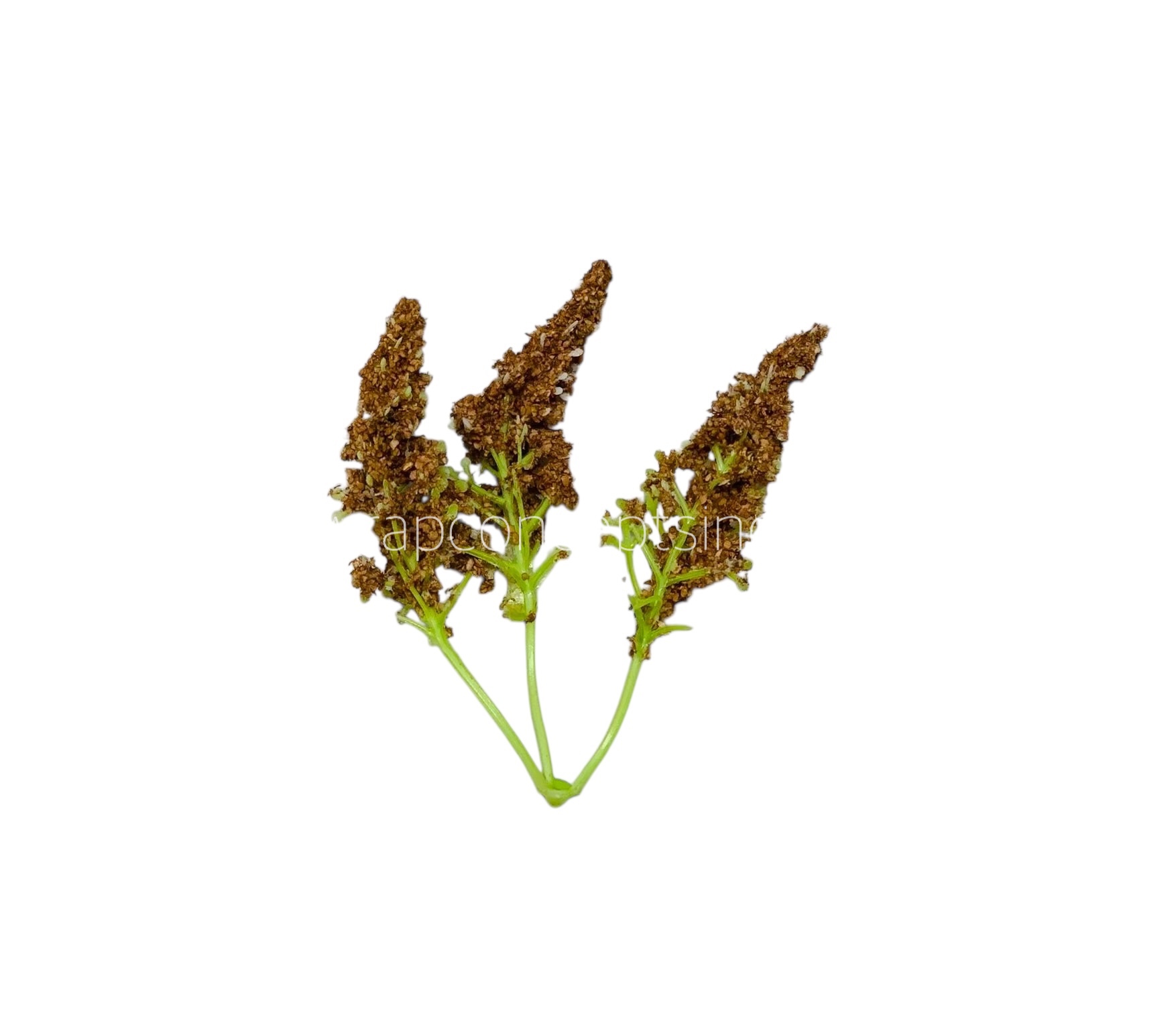 Trio Frosted Fern Leaves - Coffee