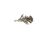 Champagne Willow Filler Leaves