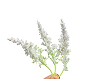 Trio Frosted Fern Leaves - White