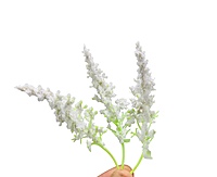 Trio Frosted Fern Leaves - White