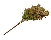 Frosted Wildflower Bush-Wine