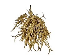 Frosted Willow Spray-Mocha