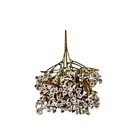 Frosted Heather Bush-Rust