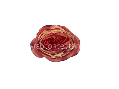 Cream with hints of Pink & Coral