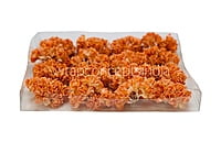 Orange Flowers with Glitter Pollen