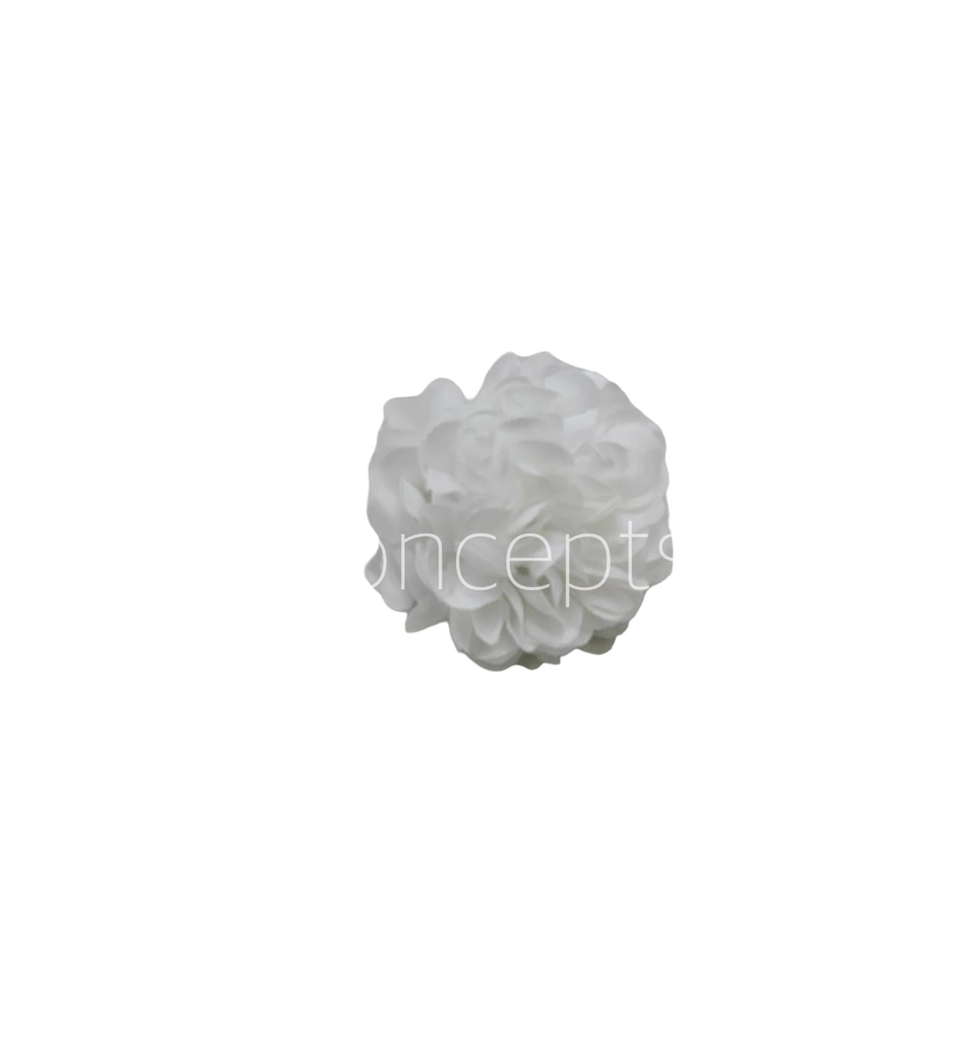 Small Carnation - White