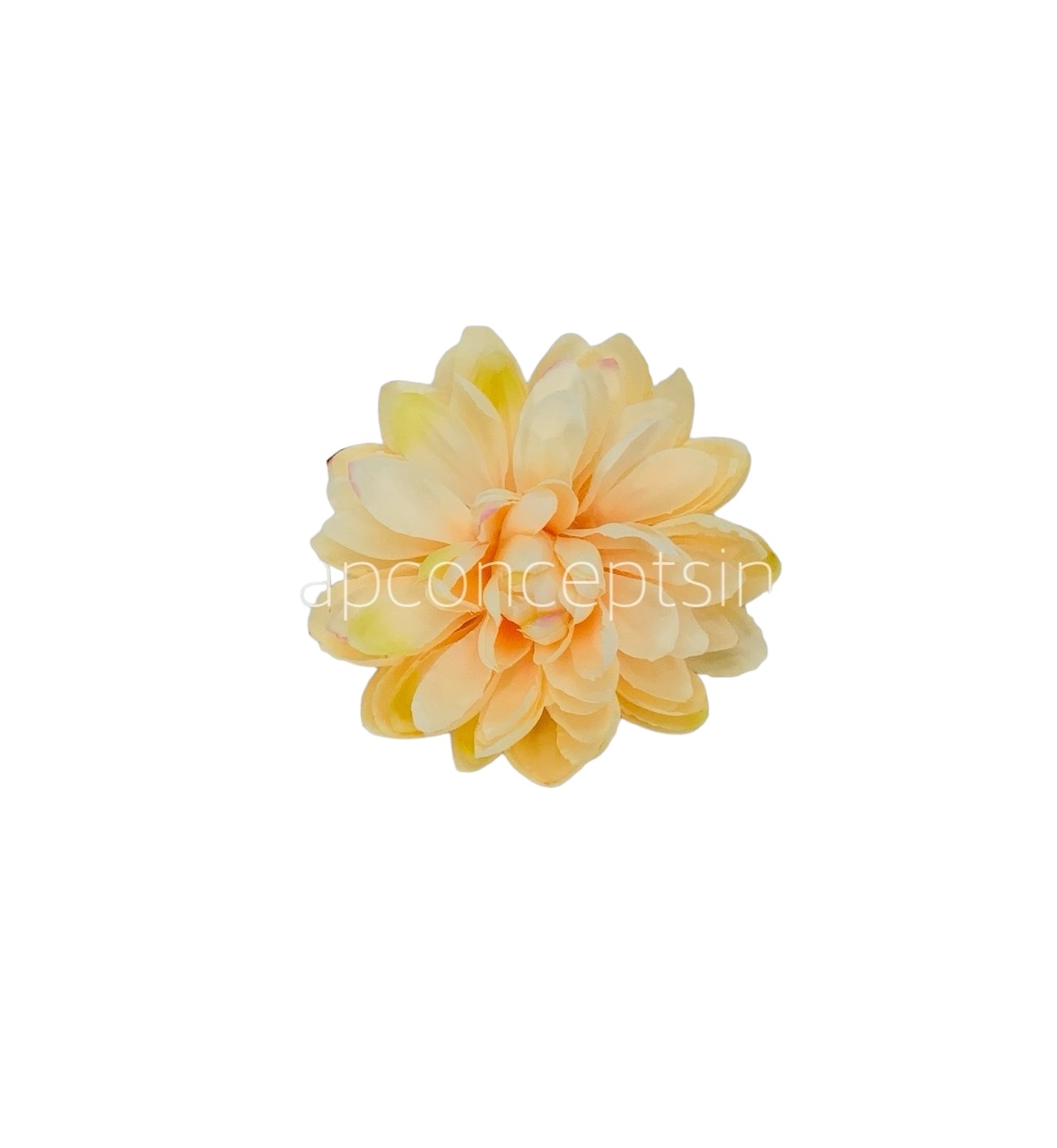 Peach Dahlias