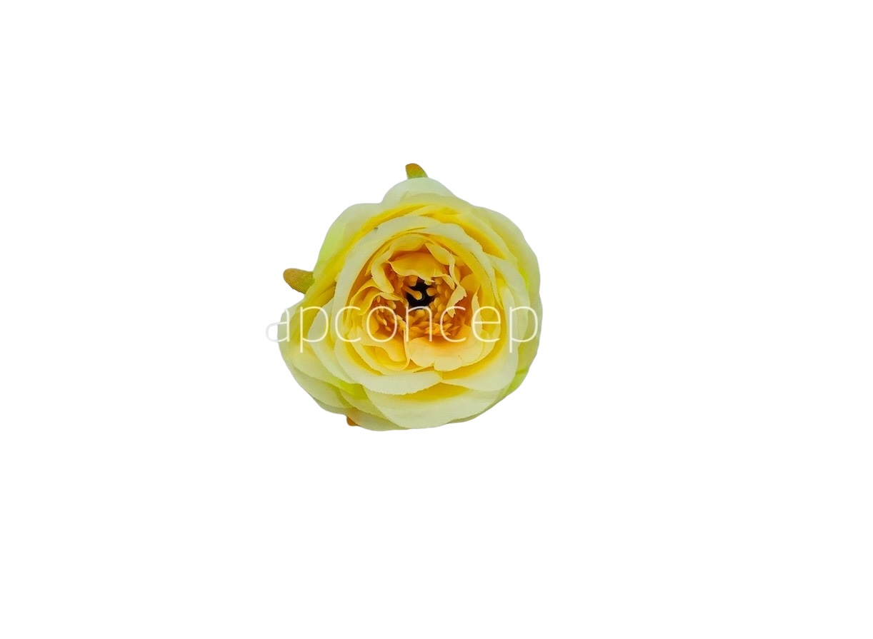 Camellia Flower - Canary