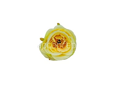Camellia Flower - Canary Camellia Flower - Canary