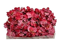 Cherry Red Textured Petunias