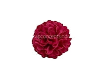 Fuchsia Carnation