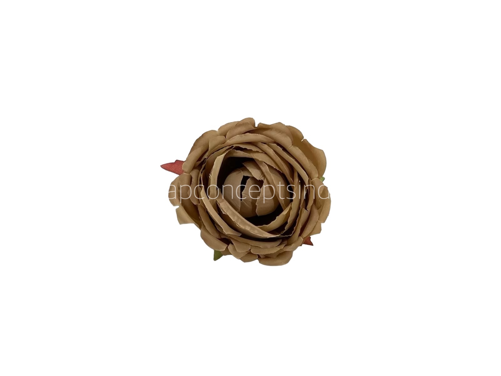 Sepia Peony