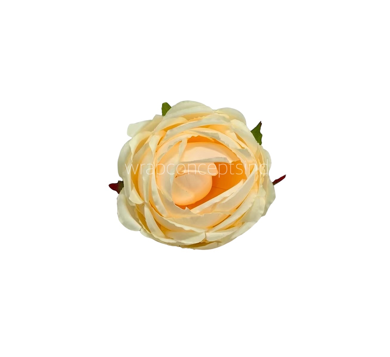 Champagne Peony