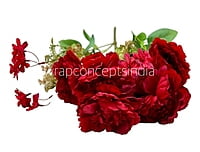 Big Peony Tall Bunch