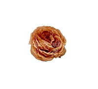 Small Ornate Peony-Blush