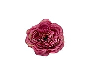 Strawberry Ornate Peony