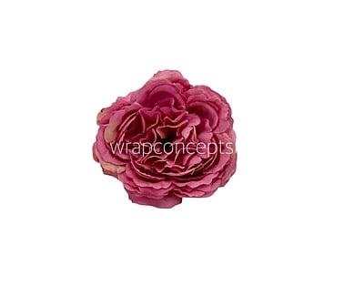 Strawberry Ornate Peony