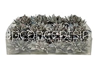 Pastel Grey Dahlia Flower