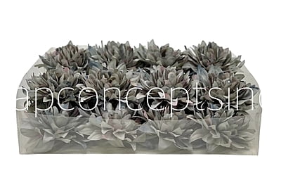 Pastel Grey Dahlia Flower