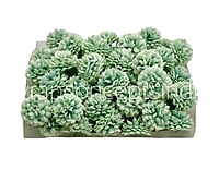 Small Carnation - Pistachio