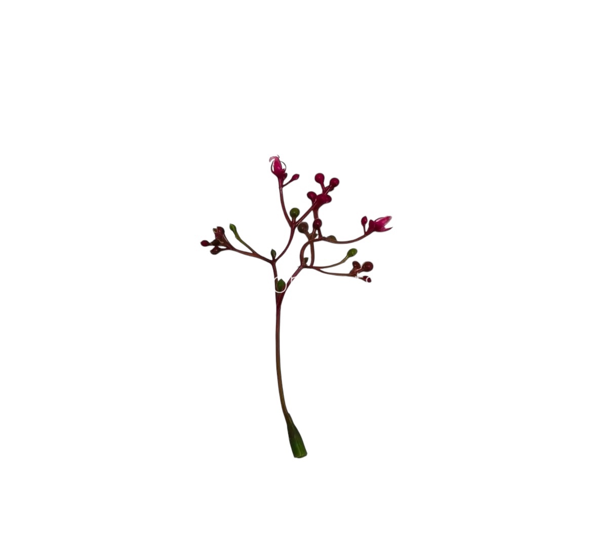 Magenta Floret Leaves