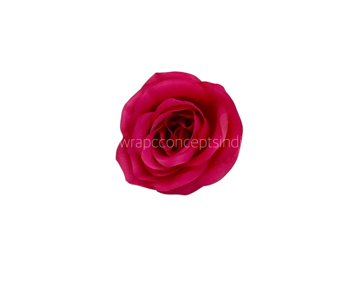 Fuchsia Roses