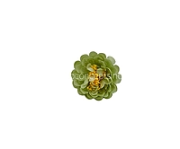 Pistachio Small Dahlia