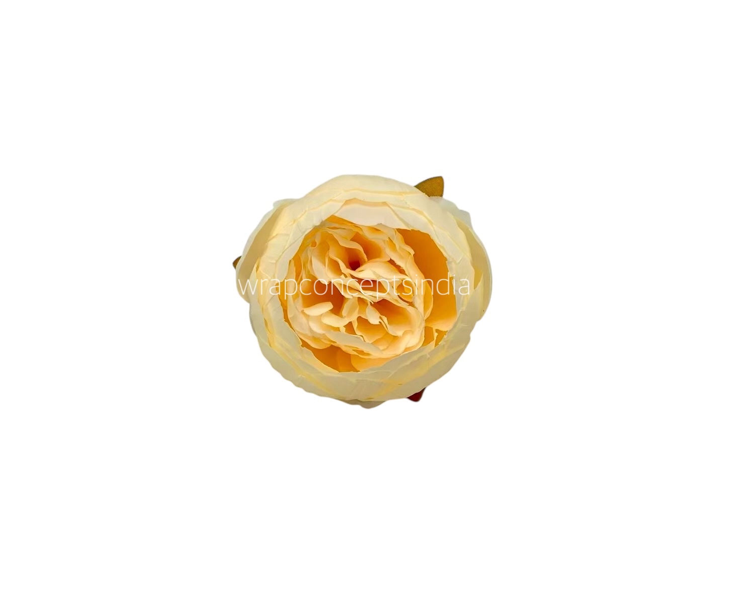 Peony - Cream Yellow