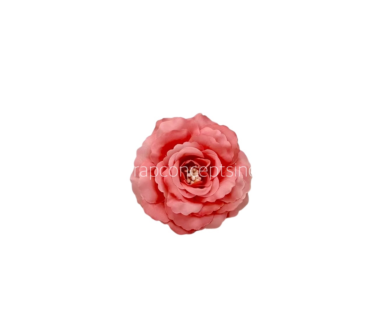 Peach Burst Open Rose