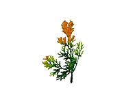 Green Fern Leaves with Orange Edges