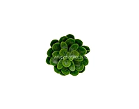 Faux Sucullent - Light Green