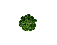 Faux Sucullent - Light Green