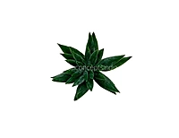 Faux Star Succulent - Dark Green