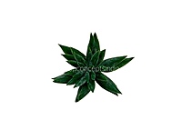 Faux Star Succulent - Dark Green