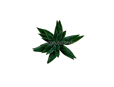 Faux Star Succulent - Dark Green