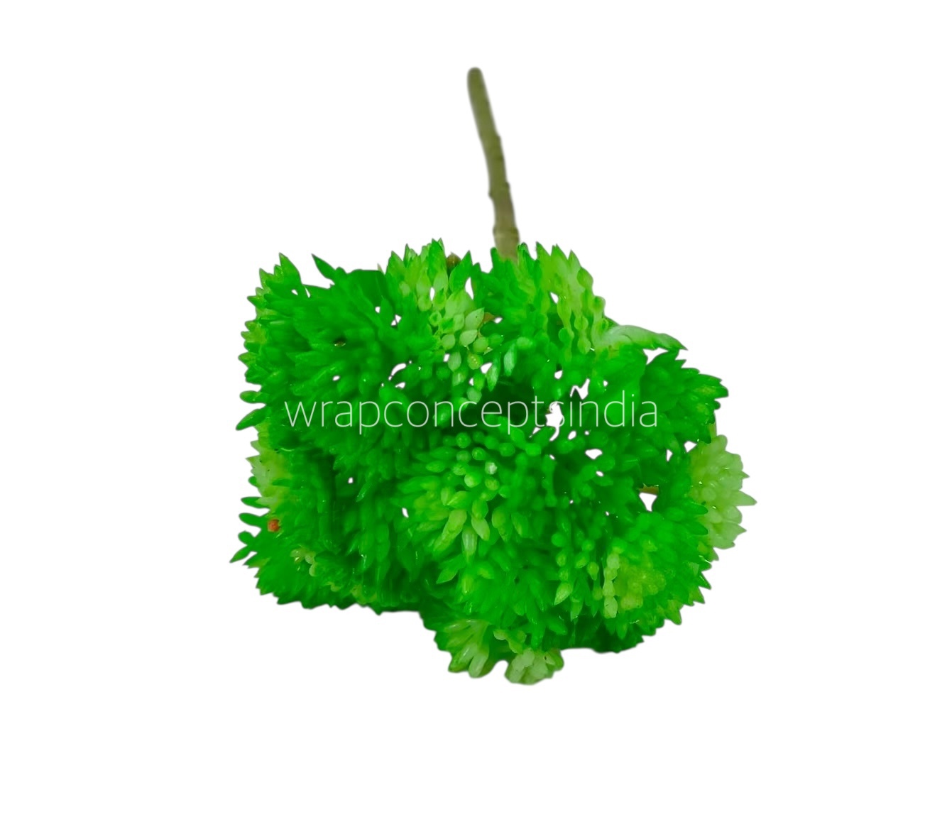 Cacti Flowers  Bunch