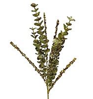 Glitter Eucalyptus - Multicolor