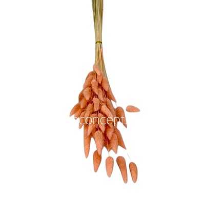 Preserved Bunny Tails