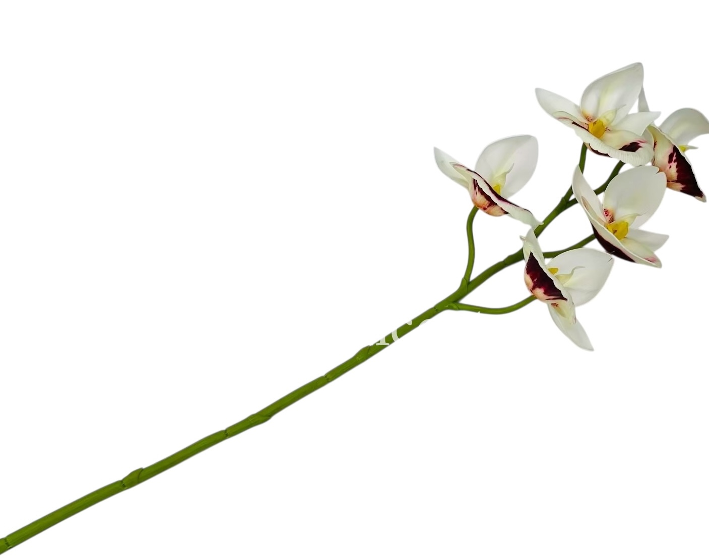 Orchid Sticks - Multicolor