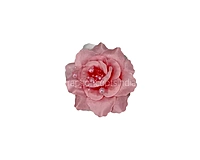Rouge Rose With Pearls Center