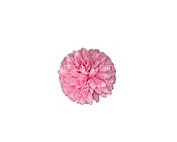 Carnation - Bubblegum Pink