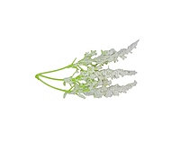 Trio Frosted Fern Leaves - White