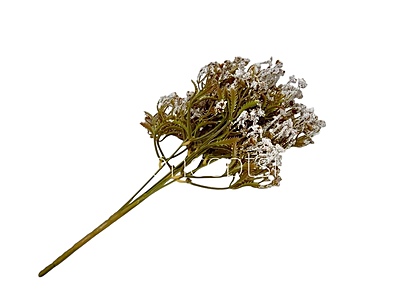 Frosted Heather Bush Frosted Heather Bush