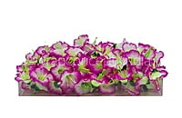 White & Magenta Shaded Lily