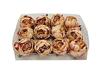 Peony - Cream with hints of Burgundy