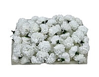 Small Carnation - White